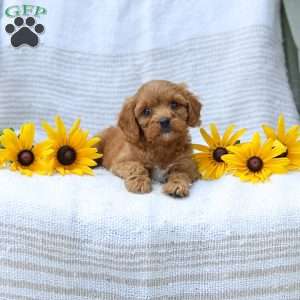 Kimberly, Cavapoo Puppy