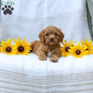 Kimberly, Cavapoo Puppy