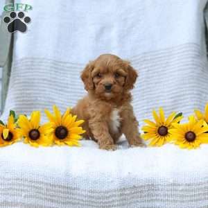 Kimberly, Cavapoo Puppy