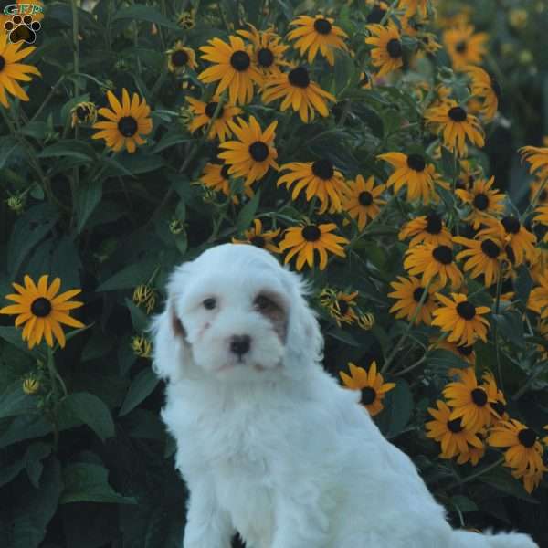 Kinzley, Cavapoo Puppy