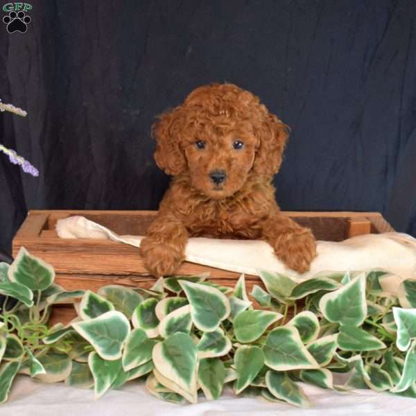 Kip, Miniature Poodle Puppy