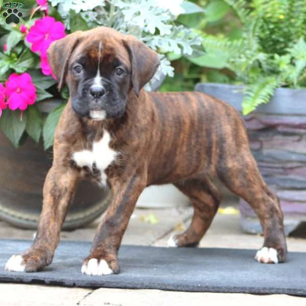 Kip, Boxer Puppy