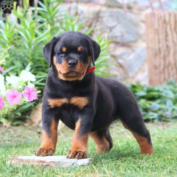 Kip, Rottweiler Puppy