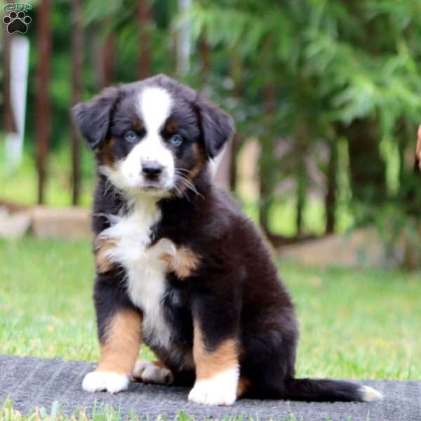 Kip, Miniature Australian Shepherd Puppy