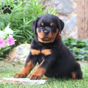 Kip, Rottweiler Puppy