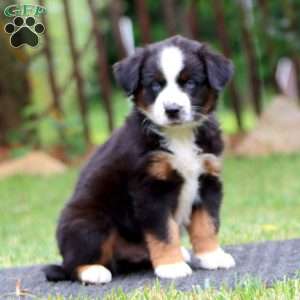 Kip, Miniature Australian Shepherd Puppy