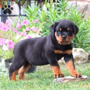Kip, Rottweiler Puppy