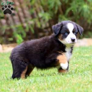 Kip, Miniature Australian Shepherd Puppy