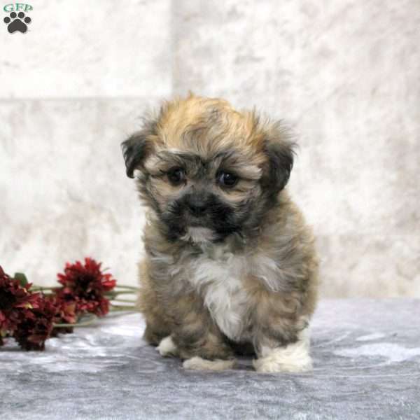 Kira, Teddy Bear Puppy