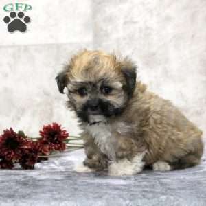 Kira, Teddy Bear Puppy