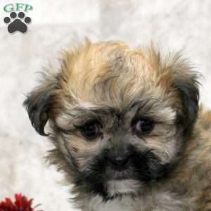 Kira, Teddy Bear Puppy