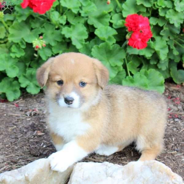 Kiri, Pembroke Welsh Corgi Puppy
