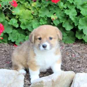 Kiri, Pembroke Welsh Corgi Puppy