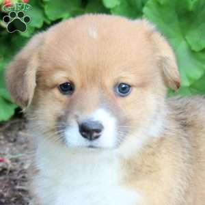 Kiri, Pembroke Welsh Corgi Puppy