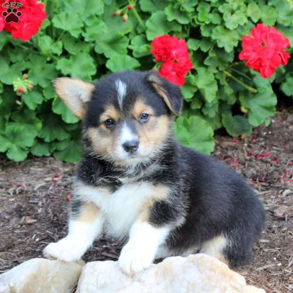 Kirk, Pembroke Welsh Corgi Puppy