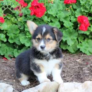 Kirk, Pembroke Welsh Corgi Puppy
