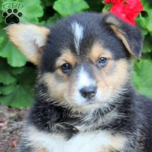 Kirk, Pembroke Welsh Corgi Puppy