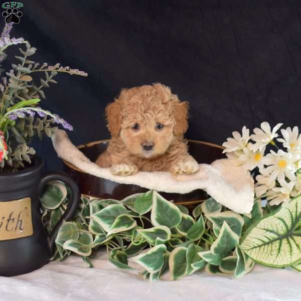 Kiwi, Maltipoo Puppy