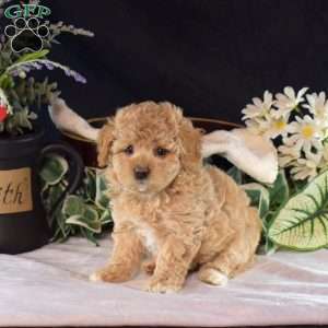 Kiwi, Maltipoo Puppy