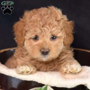 Kiwi, Maltipoo Puppy