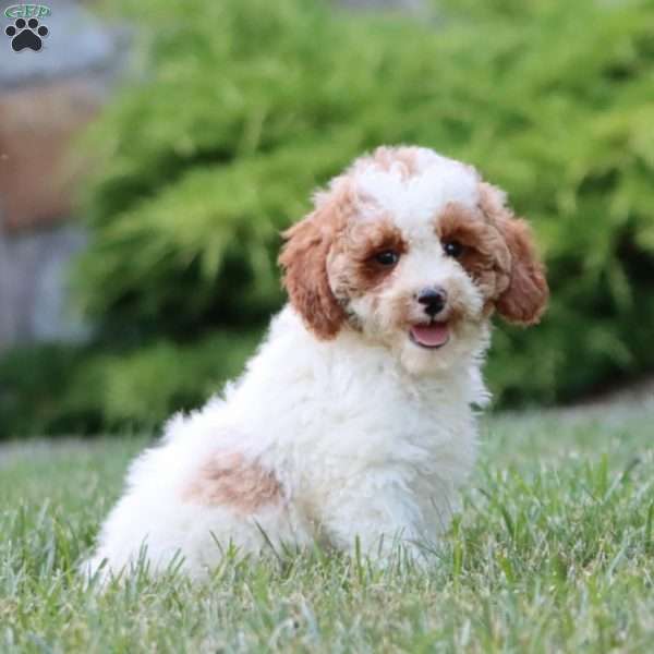 Kiwi, Miniature Poodle Puppy