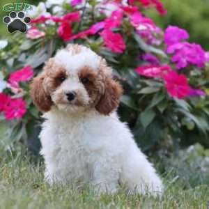 Kiwi, Miniature Poodle Puppy