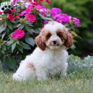 Kiwi, Miniature Poodle Puppy