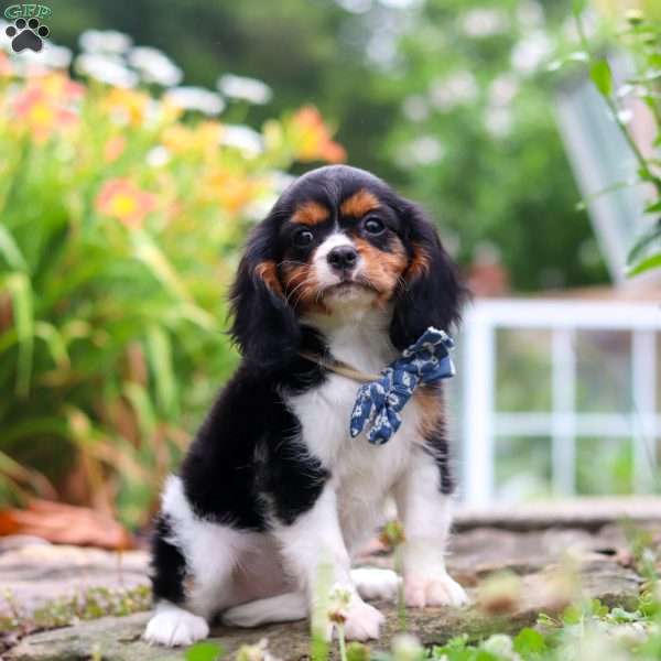 Knox, Cavalier King Charles Spaniel Puppy