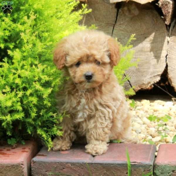 Kody, Maltipoo Puppy