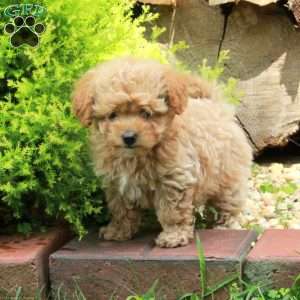 Kody, Maltipoo Puppy