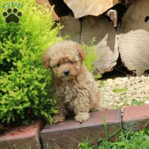Kody, Maltipoo Puppy