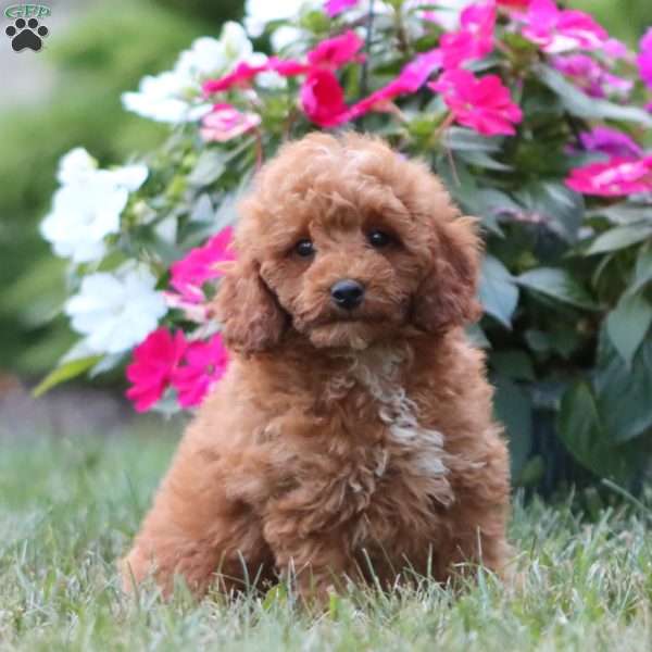 Kody, Miniature Poodle Puppy