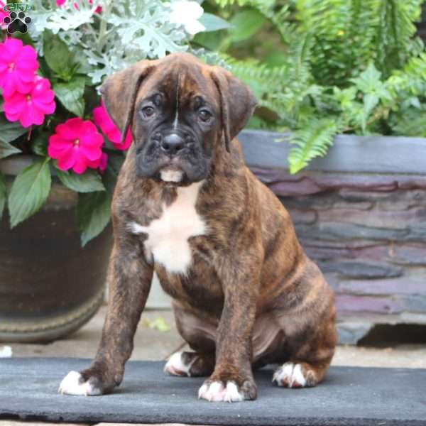 Kody, Boxer Puppy