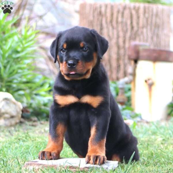Kody, Rottweiler Puppy