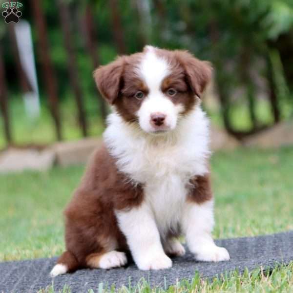 Kody, Miniature Australian Shepherd Puppy