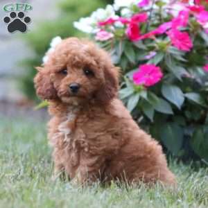 Kody, Miniature Poodle Puppy