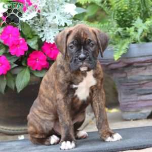 Kody, Boxer Puppy