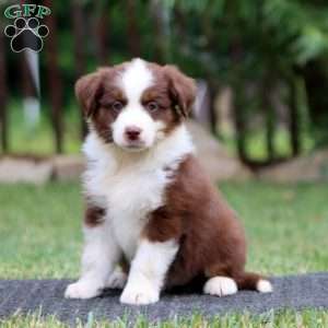 Kody, Miniature Australian Shepherd Puppy