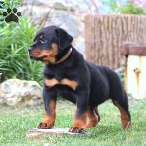Kody, Rottweiler Puppy
