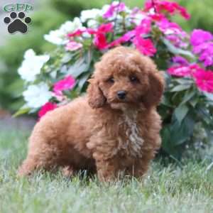 Kody, Miniature Poodle Puppy
