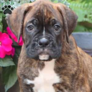Kody, Boxer Puppy