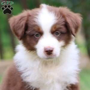 Kody, Miniature Australian Shepherd Puppy