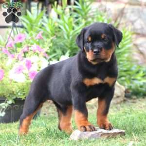 Kody, Rottweiler Puppy