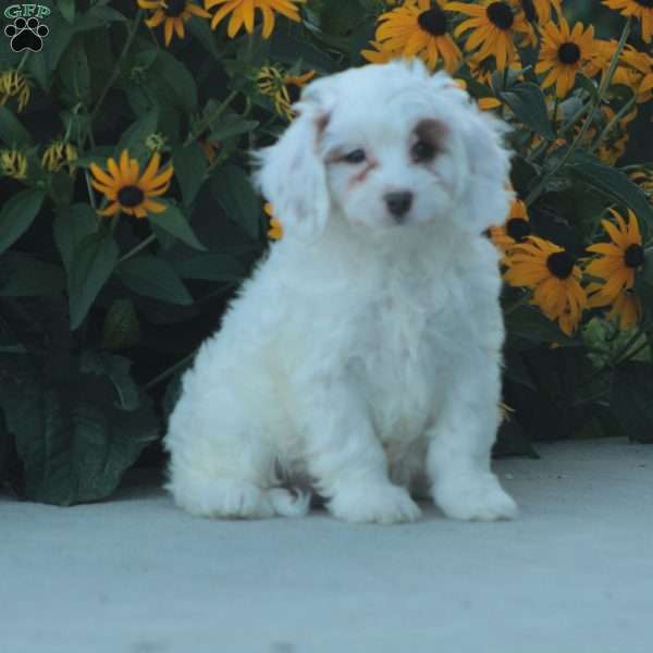 Kody, Cavapoo Puppy