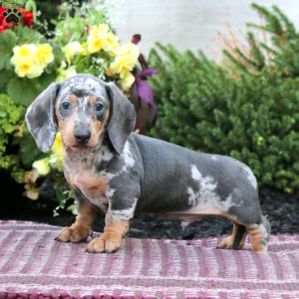 Kolby – Mini, Dachshund Puppy