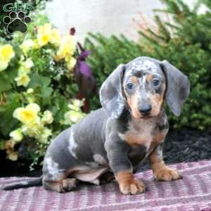 Kolby – Mini, Dachshund Puppy