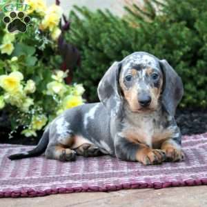 Kolby – Mini, Dachshund Puppy