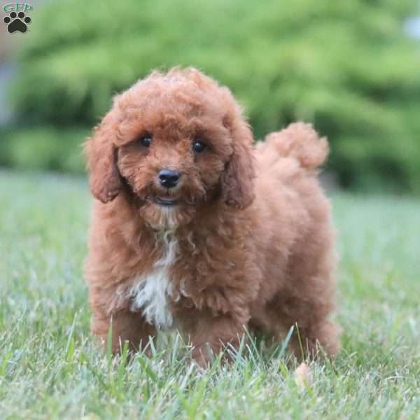 Kolton, Miniature Poodle Puppy