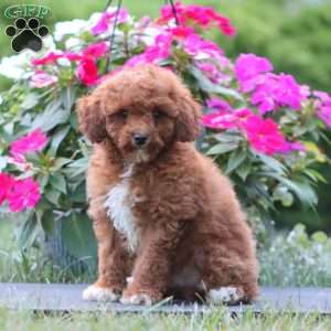 Kolton, Miniature Poodle Puppy