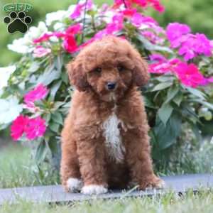 Kolton, Miniature Poodle Puppy